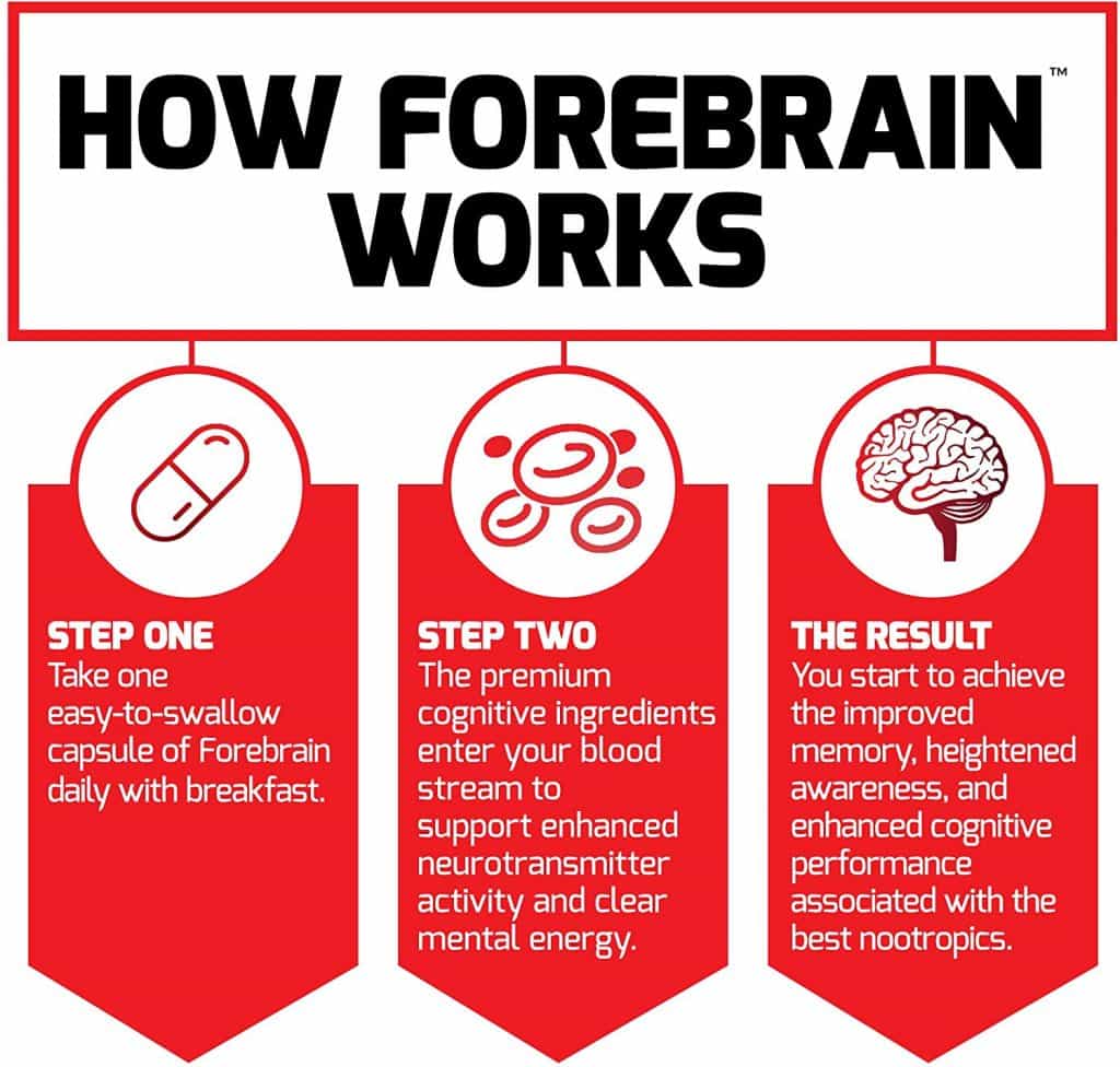 How-does-Forebrain-work