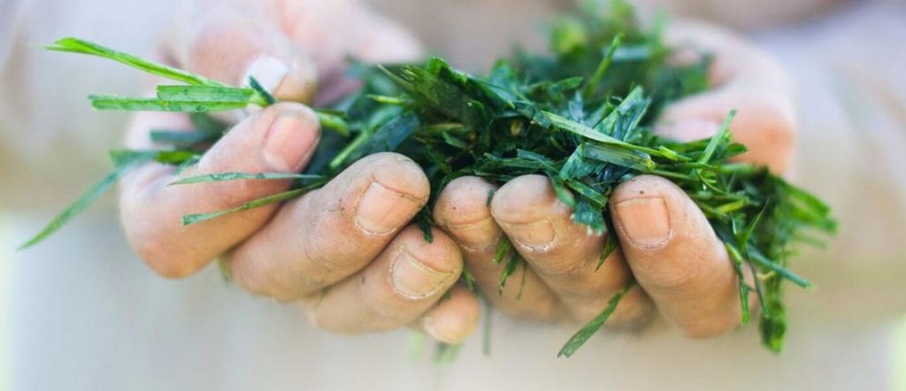 amzing-grass-superfood