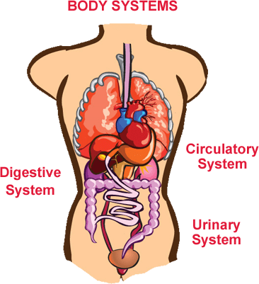 Detoxify Mega Clean System Flush