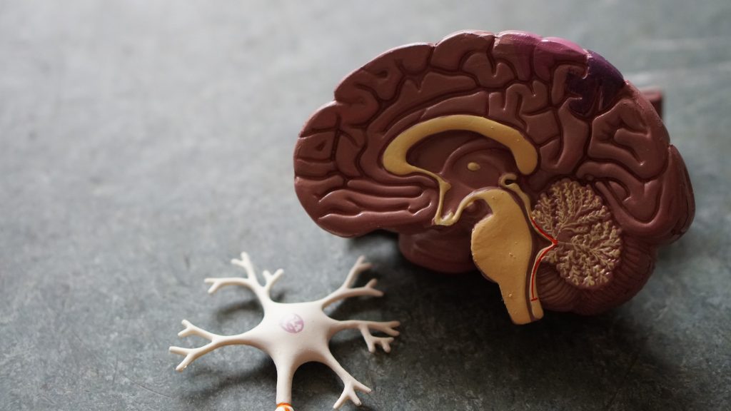 Hunter Focus Nootropic for brains