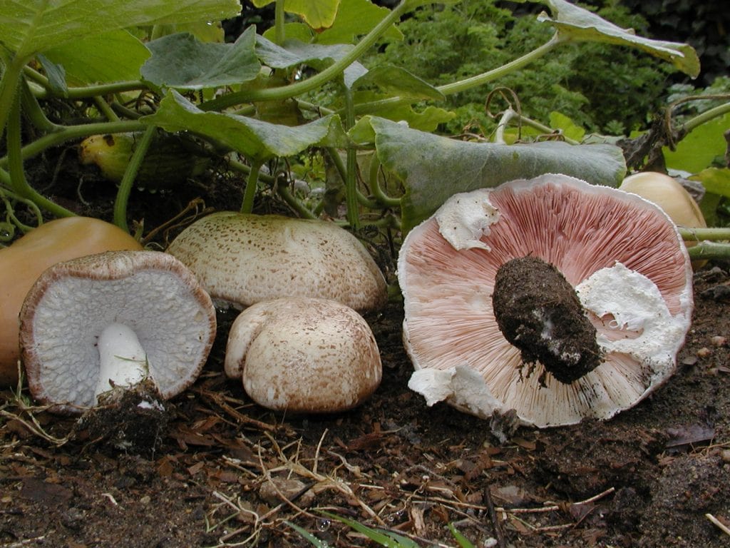 Agaricus Blazei