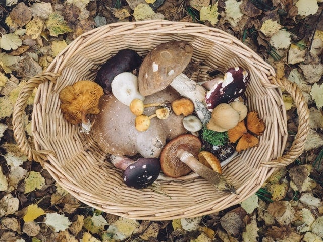 Best mushroom supplements