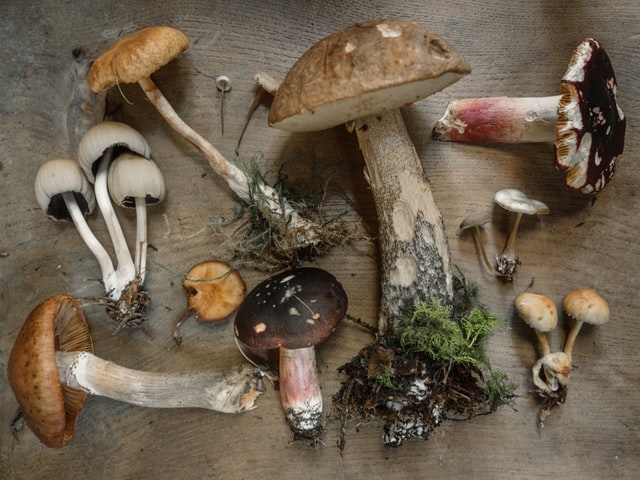 Different types of mushroom