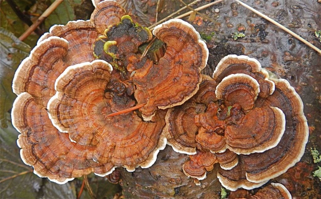 Turkey Tail