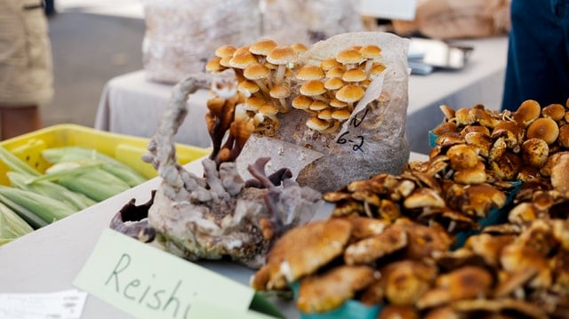 reishi mushroom