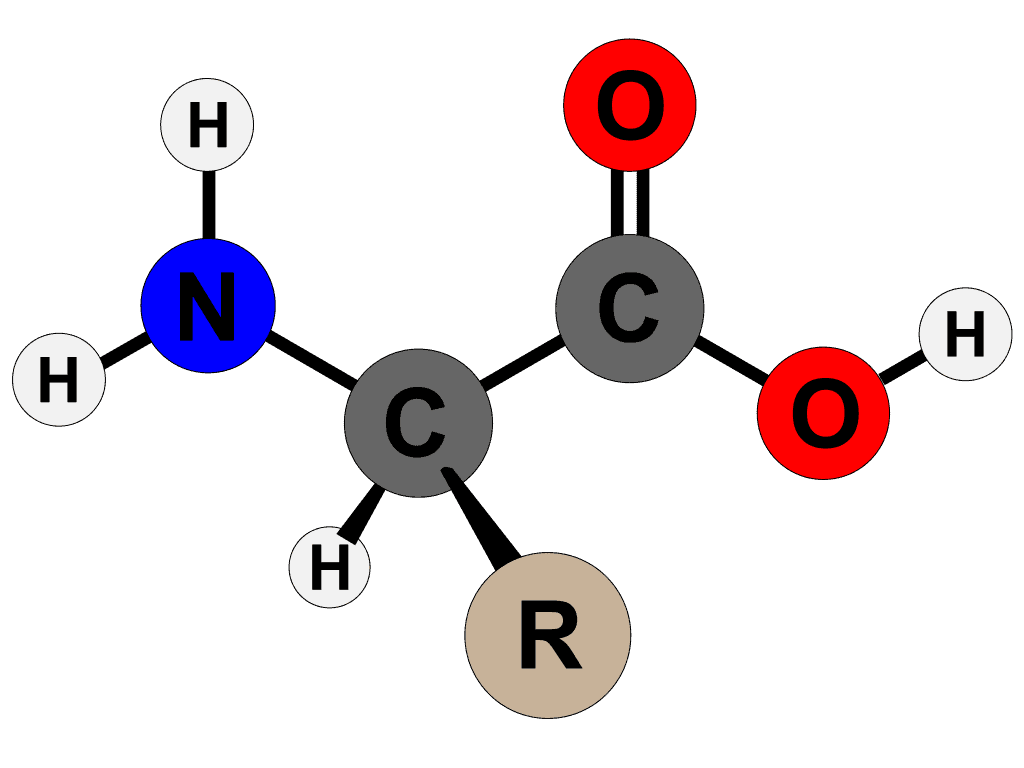 Amino Acid Structure
