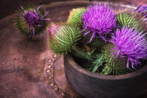 Benefits Of Milk Thistle
