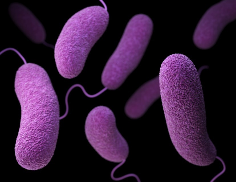Probiotics Fight Bacteria