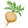 Maca